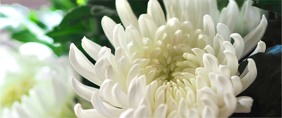 flower-white-img